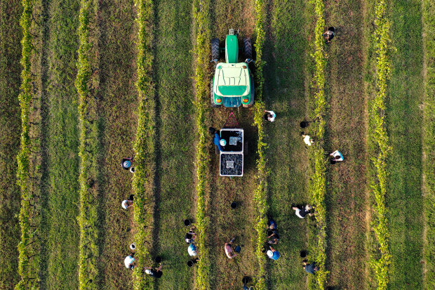 The Hunter Valley’s Brokenwood Wines.