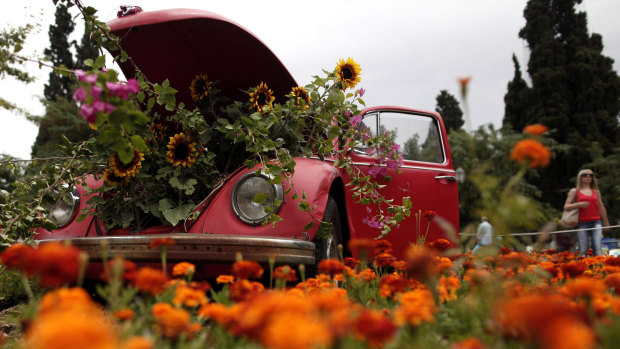 Potted sunflowers push out of the bonnet of an old Volkswagen Beetle surrounded by flowers in central Syntagma Square, Athens, in 2013.