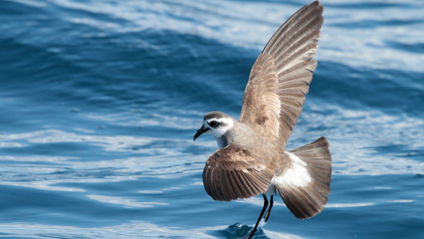 A white-faced storm petrel, photographed off Port Stephens, by bird watchers.