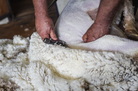 The Australian shearing industry is facing a shortage of shearers due to travel restrictions.