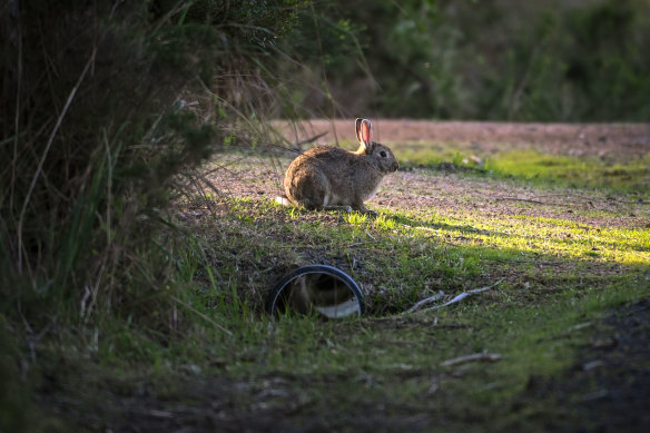 Rabbits were first introduced to Australia when five domestic animals were brought to Sydney on the First Fleet in 1788.