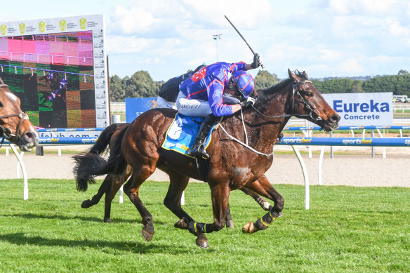 St Arnicca, pictured in a race in Ballarat last year.