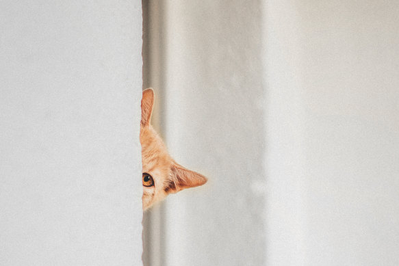 When the time came for my first day of school, I didn’t cry because 
I missed my mother, I cried because I missed Snuggy! 