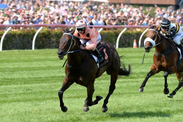 Champion race mare Black Caviar.