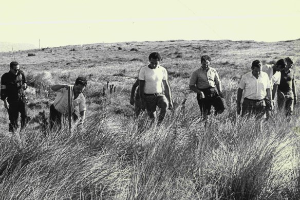 Volunteers search sand dunes near Fairy Meadow in the hunt for Cheryl Grimmer on January 14, 1970.