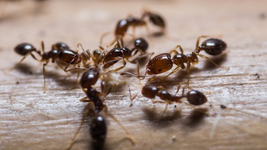 Fire ants were first recorded at the Port of Brisbane in 2001.