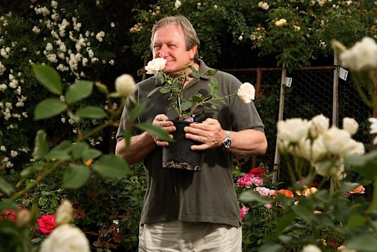 Former Essendon coach Kevin Sheedy stops to smell the roses at the Kilmore Rose Cafe.