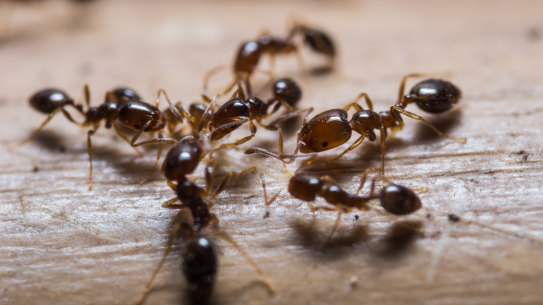 A national outbreak of fire ants would cost Australia $38 billion over three decades, the Centre of Excellence for Biosecurity Risk Analysis says. 