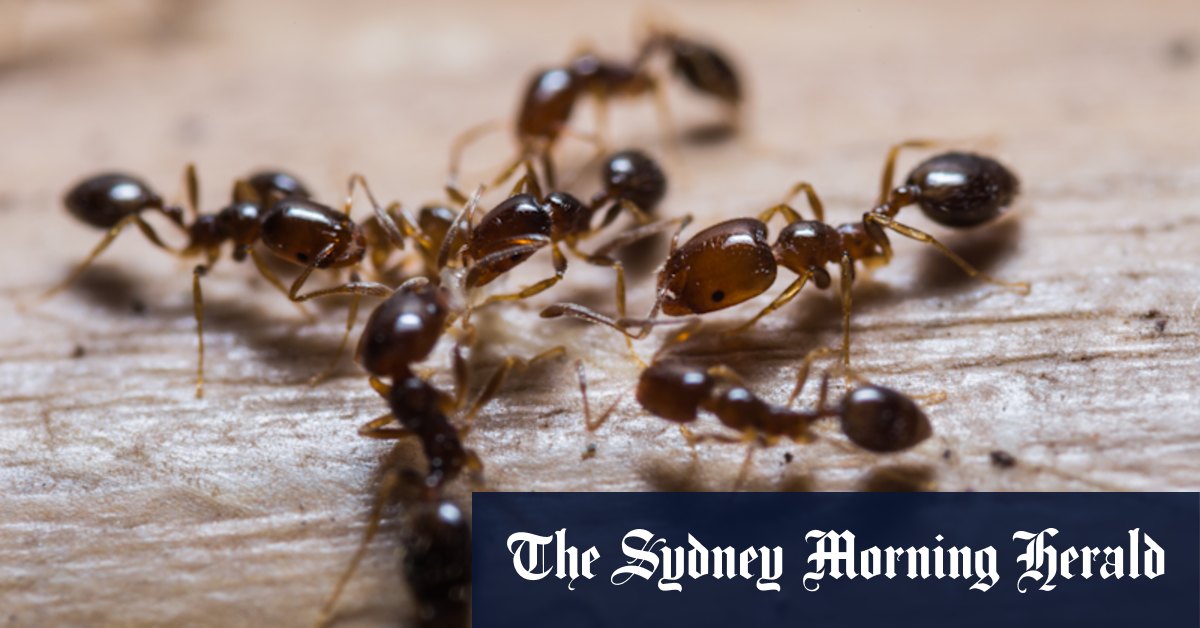 Fire ants Australia: Tasmania spread sparks health warning - Vimarsana News