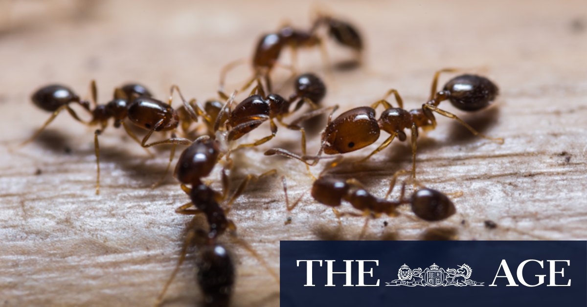 Fire ants Australia: Tasmania spread sparks health warning - Vimarsana News