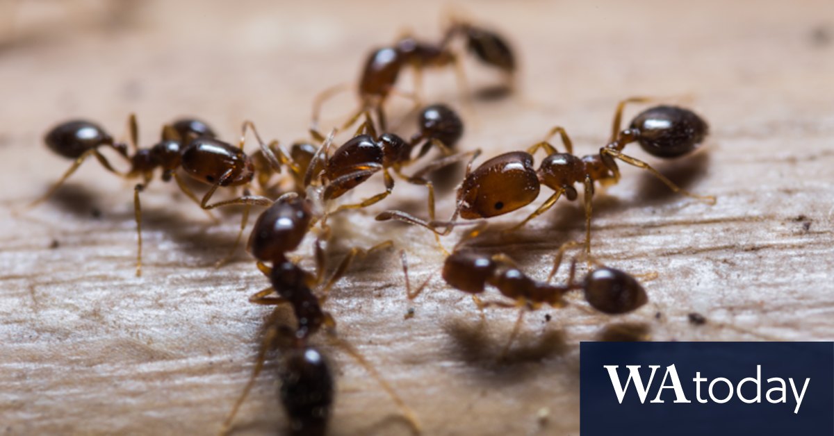 Fire ants Australia: Tasmania spread sparks health warning - Vimarsana News