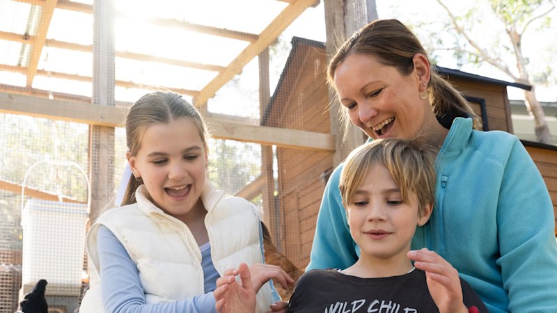 ‘They’re like therapy animals’: How backyard chooks made a comeback