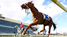 A riderless Half Yours after the fall.