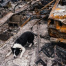 Out of the ruins come ashes, thanks to Piper the wonder-dog