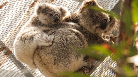 In total, three males and five females, along with four joeys, were rescued. 