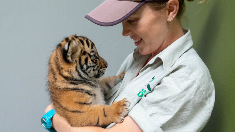 Three Rare Tiger Cubs Debut at Taronga Zoo Sydney