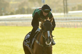 Jockey Damien Thornton with Melbourne Cup runner Ocean Billy during a trackwork session at Flemington. 