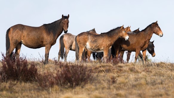 Wild brumbies in the Kiandra region of the Kosciusko National Park.