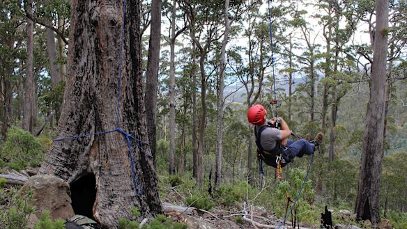 Dr Dejan Stojanovic scales a tree to check on swift parrots, who enjoy nesting in tall, old trees