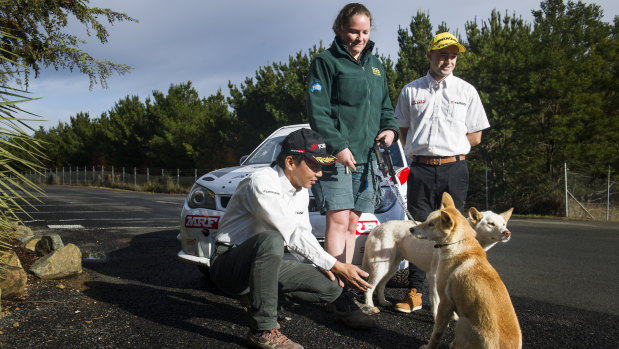 Rally drivers Yuya Sumiyami and Mike Young with Australian natives zoo keeper, Dr Danielle Johinke have a close encounter with dingoes Ponto and Kora. 