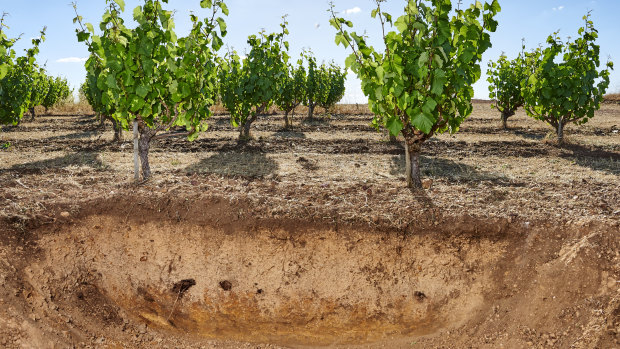 Soil profile at Swinney, which has pioneered 3D analysis of vineyard soil and management.