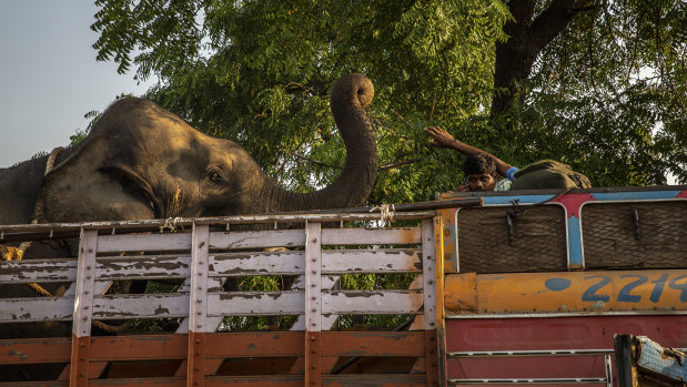 Elephants have been brought in to help capture the man-eating tigress known as T-1.