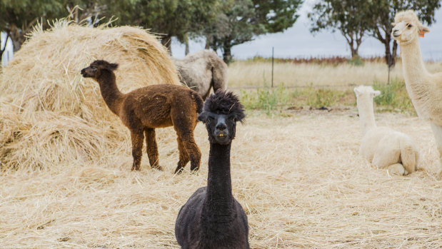Whose mum doesn't love patting an alpaca first thing in the morning?