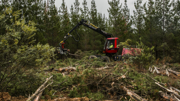 An excavator works to remove 3000 hectares of dead trees at Kowen Forest because of a freak combination of hail and fungal damage in 2016.