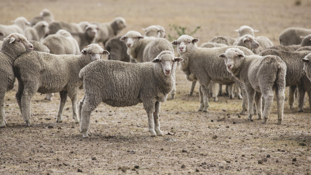 Sheep numbers are expected to fall this year, down 3 per cent to 69.1 million, according to ABARES.