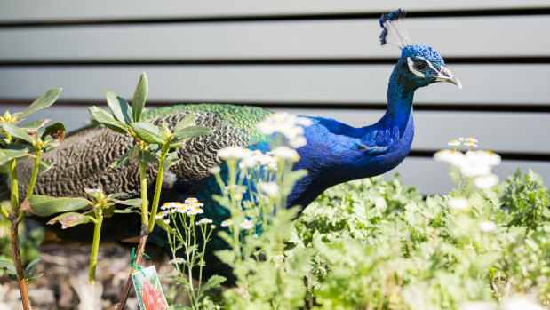 A peacock spotted near a retirement village in Narrabundah last month.