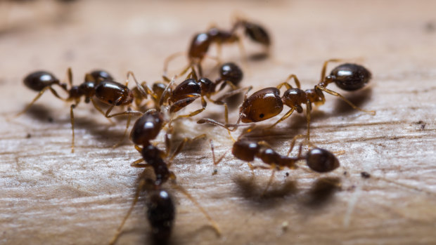 A close-up of red imported fire ants.