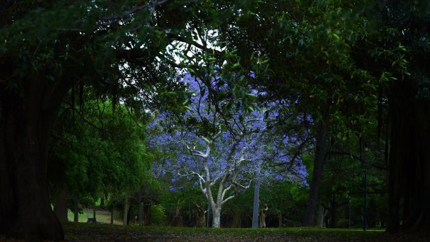 A blooming jacaranda tree in the grounds of Callan Park.