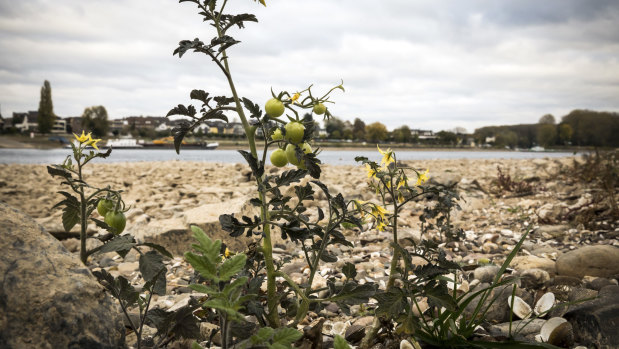 Wild tomatoes growing in the riverbed of the Rhine in Bonn, Germany.

