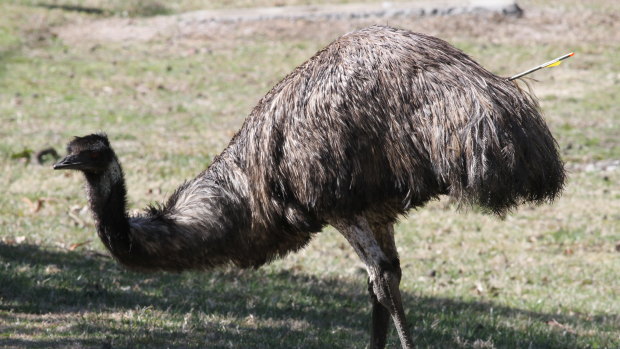 More than a year after it was shot, an emu moving around the Cotter area still has an arrow protruding from its body.