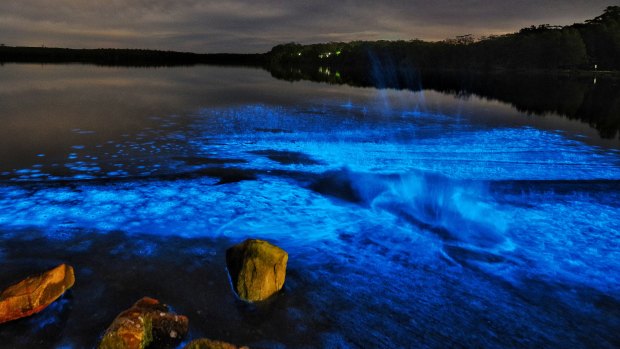 Algal bioluminescence at St Georges Basin, near Jervis Bay.
