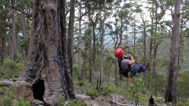 Dr Dejan Stojanovic scales a tree to check on swift parrots, who enjoy nesting in tall, old trees