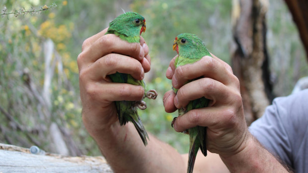 Swift parrots are critically endangered and under threat from logging in Tasmania.