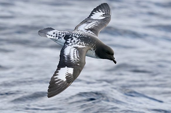 A pintado petrel, a sub-Antarctic seabird rarely spotted so far north. It is known as a “professional” ship follower.