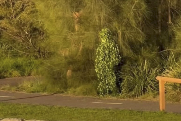 A man dressed in a ghillie suit hides in the bushes at the Bay Run.