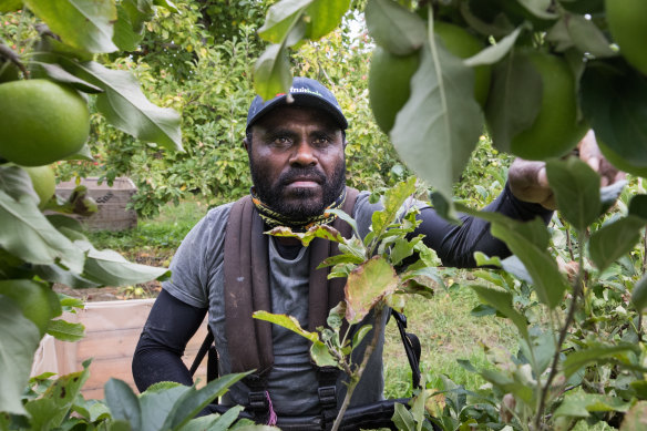 Kaltak Takau from Soloman Islands picks fruit in Victoria’s Yarra Ranges under the seasonal Pacific worker scheme.