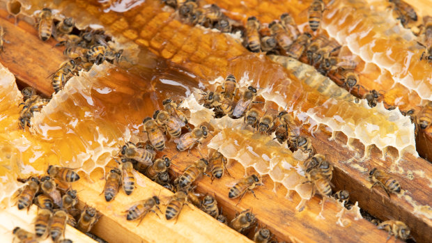 Almond industry braces for $200 million hit amid beehive shortage