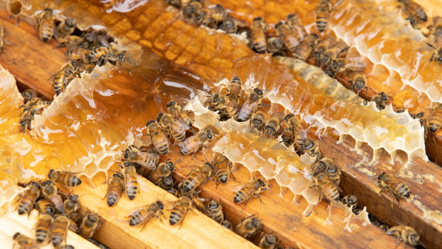 Hundreds of hives to be destroyed in new varroa mite detection