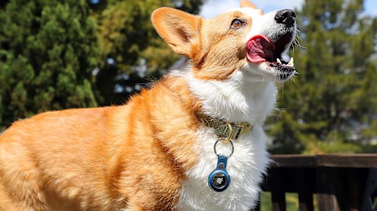 Max, wearing an Apple AirTag, won’t be easily lost.