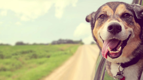 Adorable, but caring for a dog takes consistent work ... probably by you.