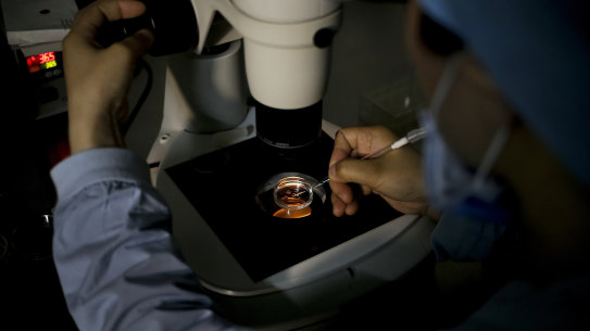 A medical staff member collects an egg on a laboratory dish for an in-vitro fertilisation procedure.