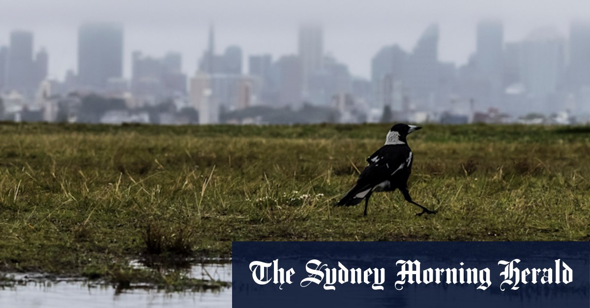 Sydney weather: NSW flood warnings ahead of rain easing - Vimarsana News