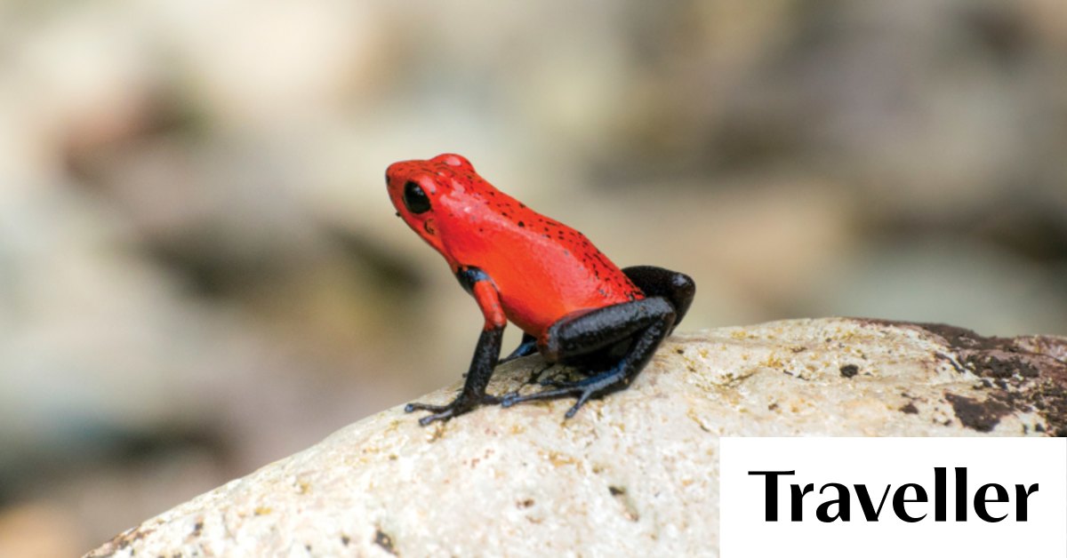 Cinque dei migliori posti al mondo per vedere la fauna selvatica