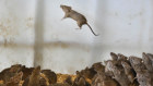 Some farm organisations say the mouse plague could cost the industry $1 billion.