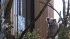 A koala checks out the new rooms at Taronga Zoo's brand new luxury Wildlife Retreat.