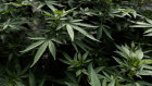 Juicy Fields promised investors big returns for investing in small cannabis crops.